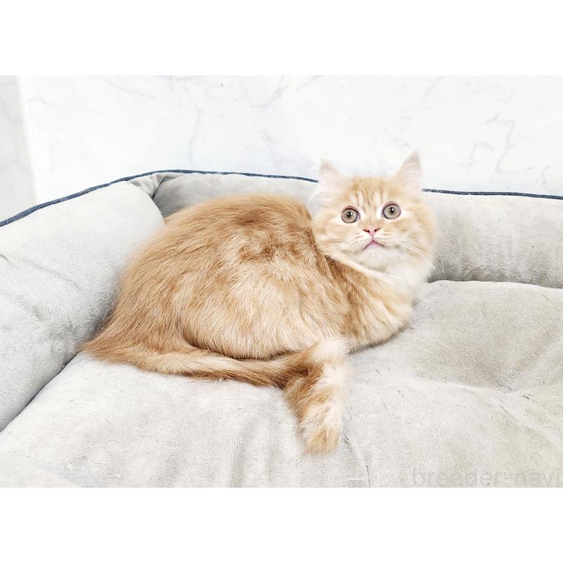 販売中の北海道のスコティッシュフォールド-128276の2枚目