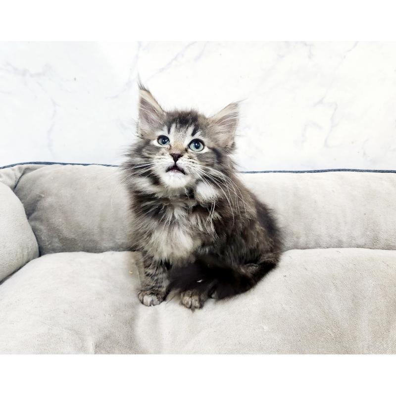 販売中の北海道のノルウェージャンフォレストキャット-127139の5枚目