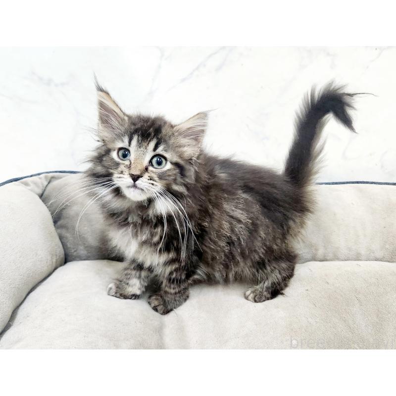 販売中の北海道のノルウェージャンフォレストキャット-127139の4枚目