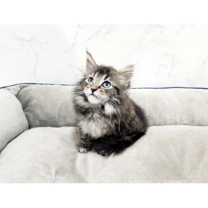 販売中の北海道のノルウェージャンフォレストキャット-127139の3枚目