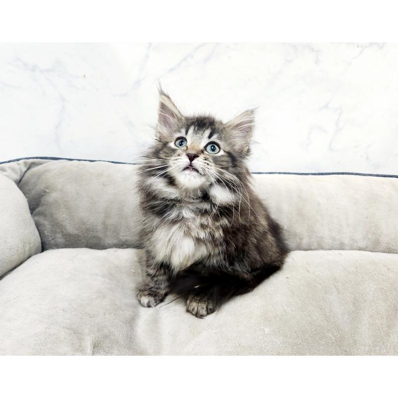 販売中の北海道のノルウェージャンフォレストキャット-127139の2枚目