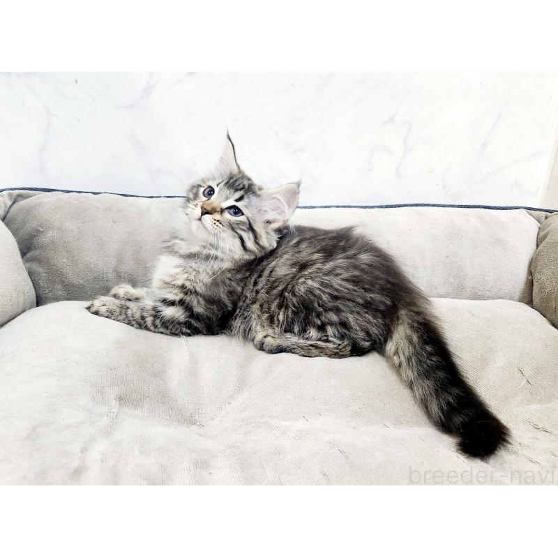 販売中の北海道のノルウェージャンフォレストキャット-127142の3枚目