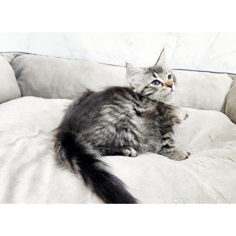 販売中の北海道のノルウェージャンフォレストキャット-127142の2枚目