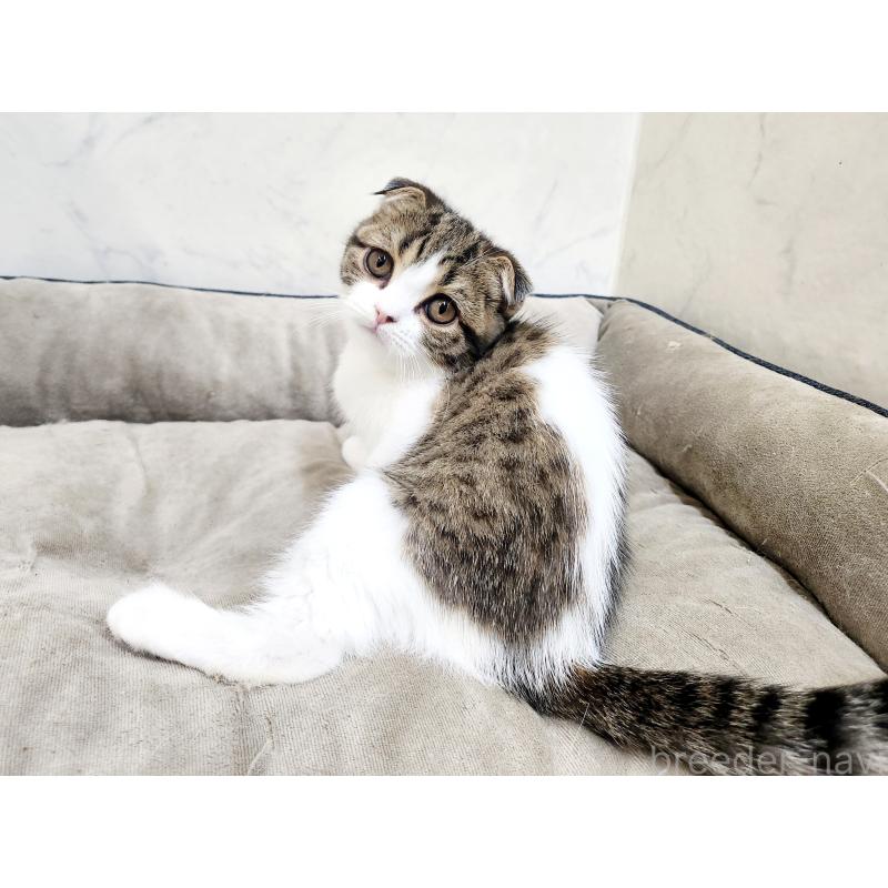 販売中の北海道のスコティッシュフォールド-126923の4枚目