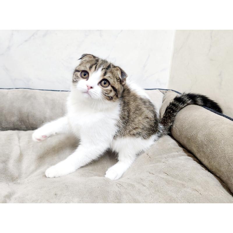 販売中の北海道のスコティッシュフォールド-126923の3枚目