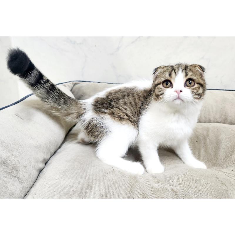 販売中の北海道のスコティッシュフォールド-126923の2枚目