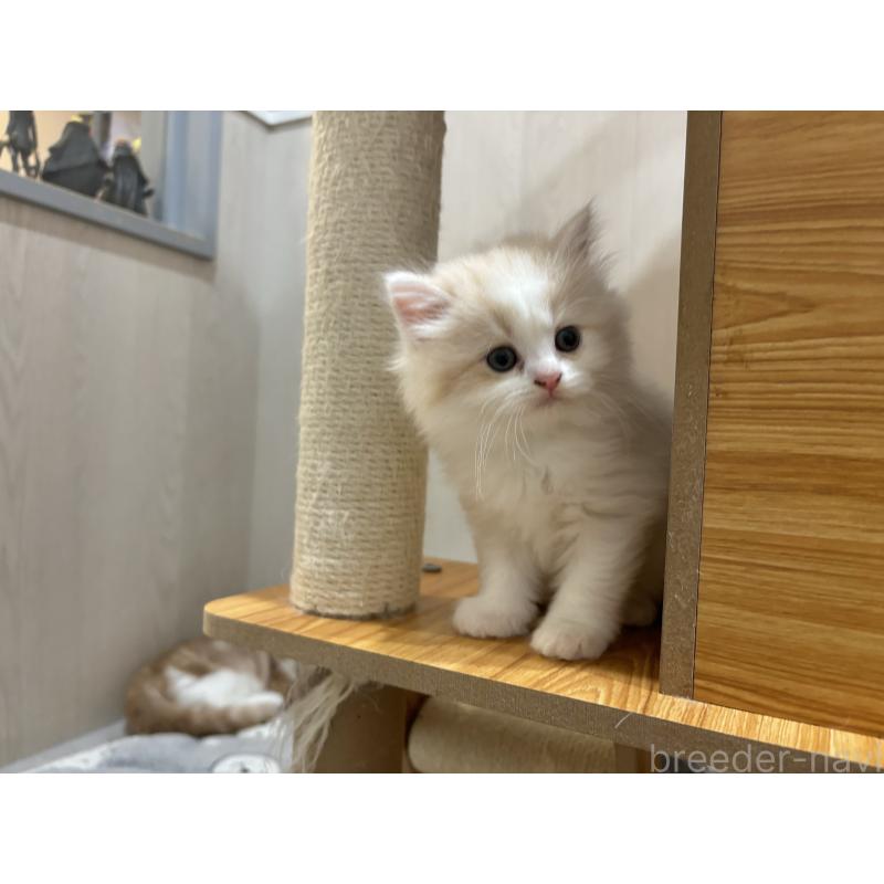販売中の福岡県のスコティッシュフォールド-128938の3枚目
