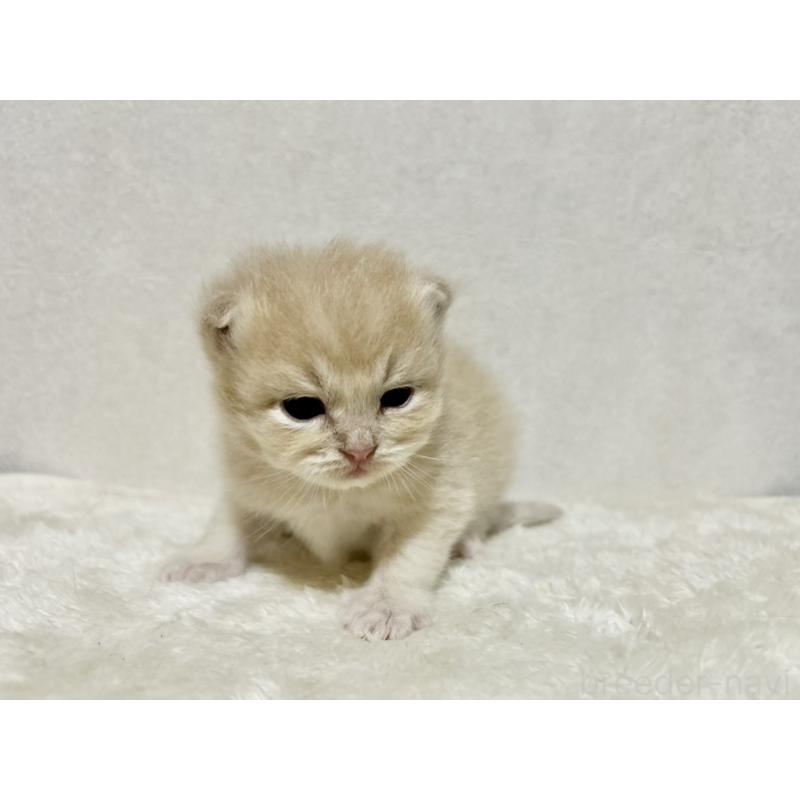販売中の兵庫県のサイベリアン-128939の2枚目