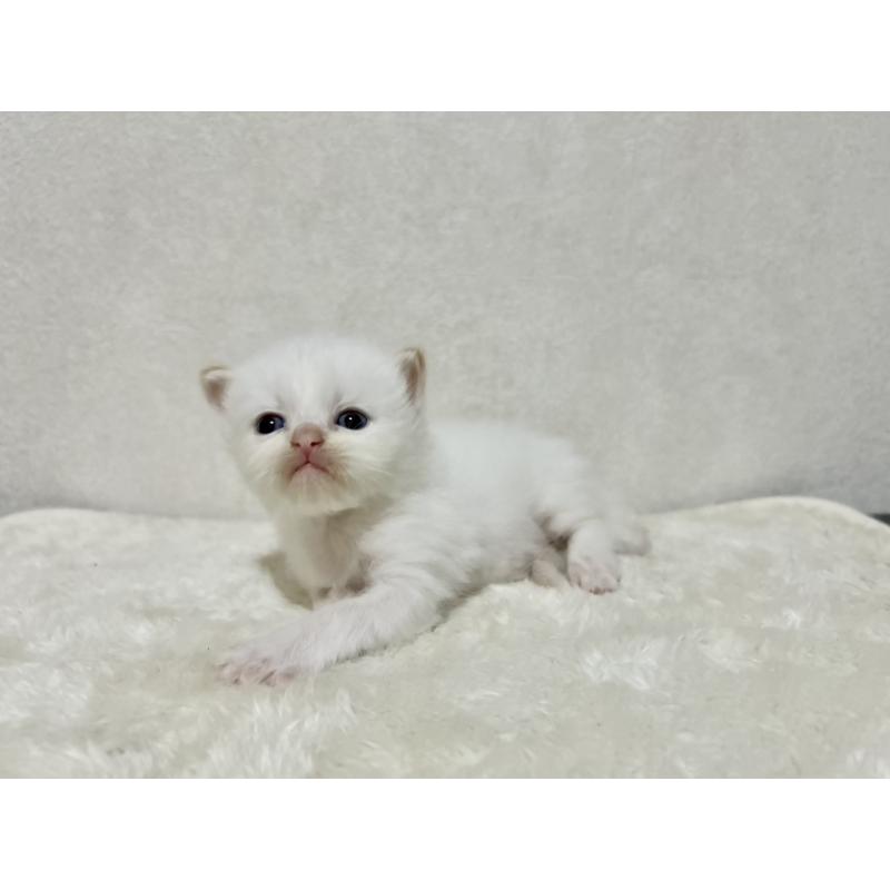 販売中の兵庫県のサイベリアン-128940の8枚目