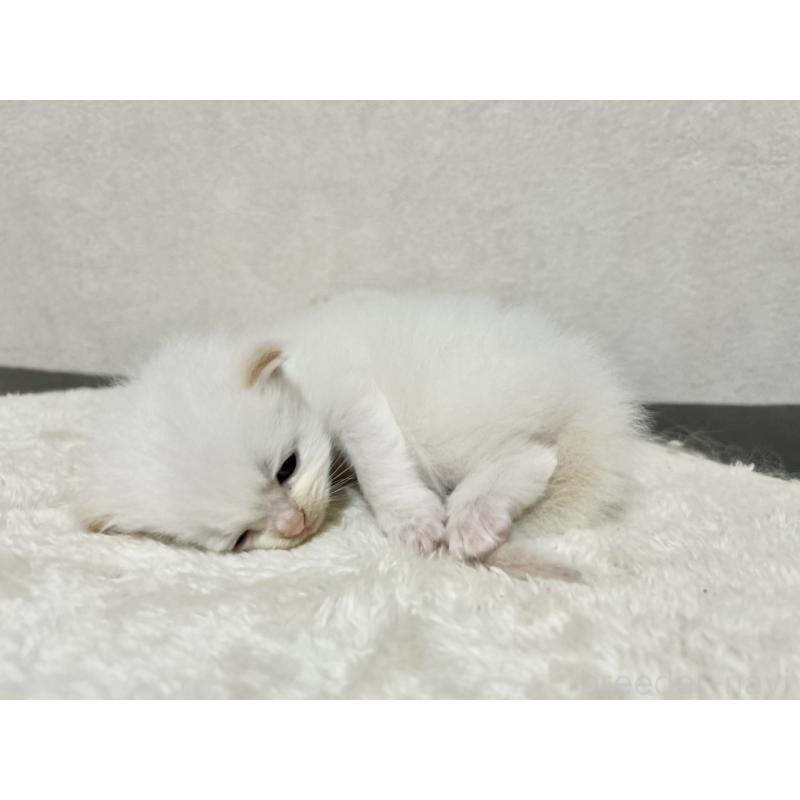 販売中の兵庫県のサイベリアン-128940の2枚目