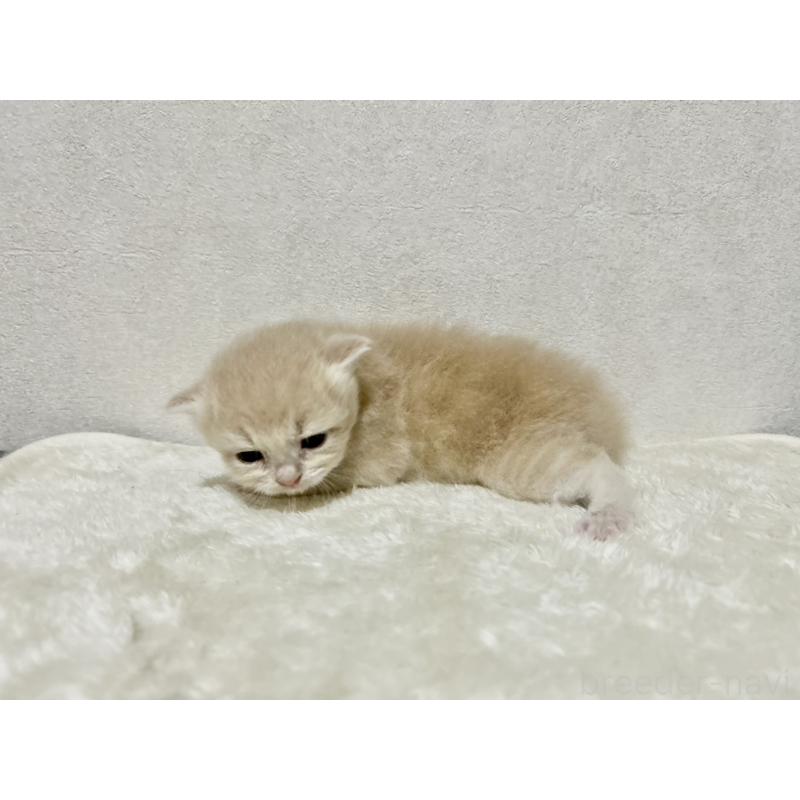 販売中の兵庫県のサイベリアン-128941の8枚目