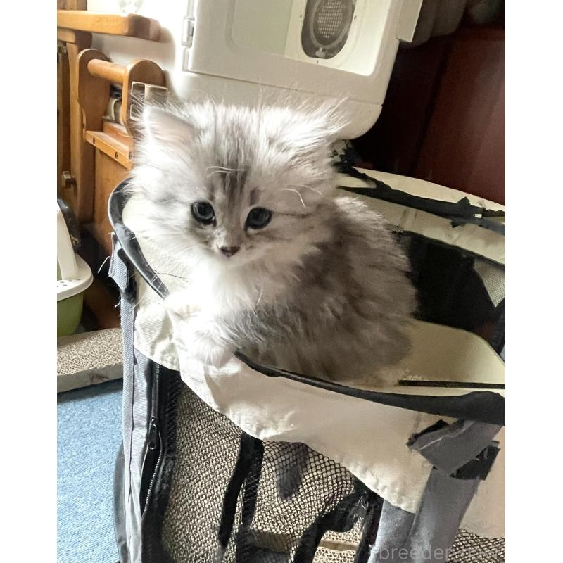 販売中の東京都のミックス-128096の3枚目