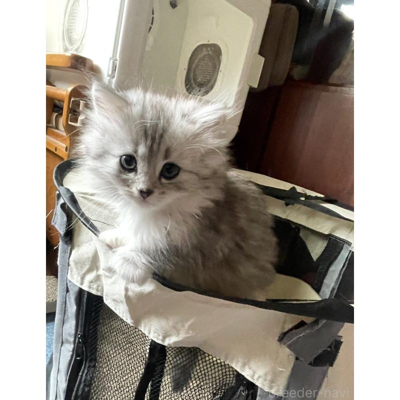 販売中の東京都のミックス-128096の2枚目