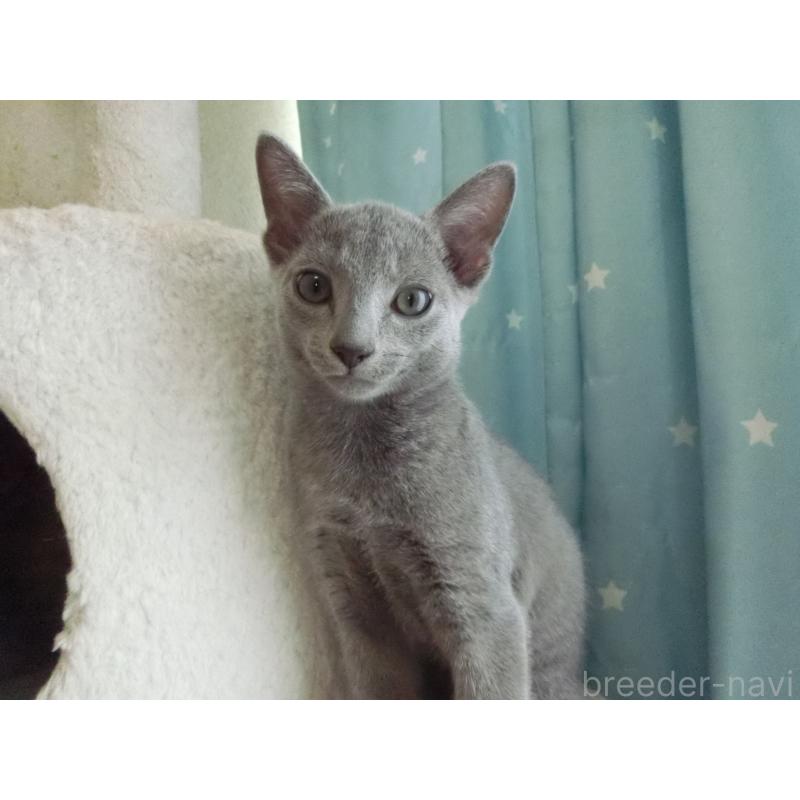 販売中の兵庫県のロシアンブルー-126913の5枚目