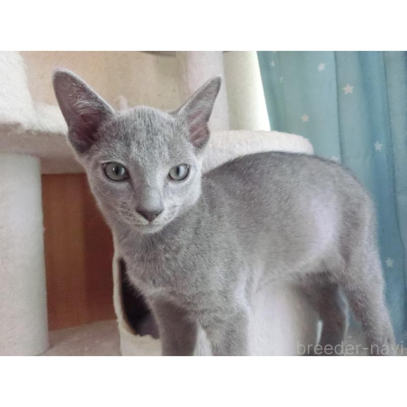 販売中の兵庫県のロシアンブルー-126913の4枚目