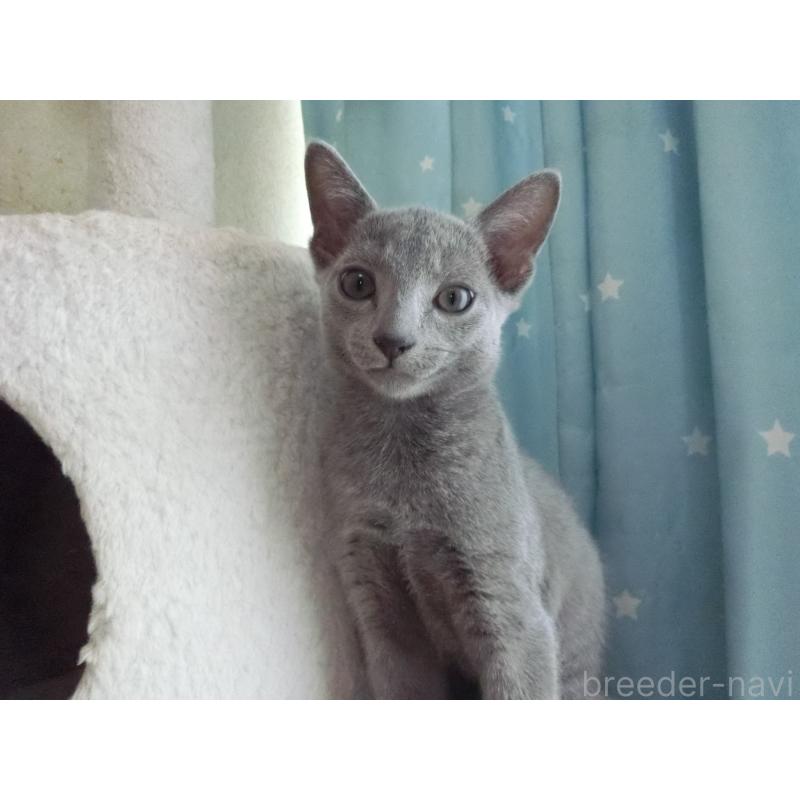 販売中の兵庫県のロシアンブルー-126913の3枚目