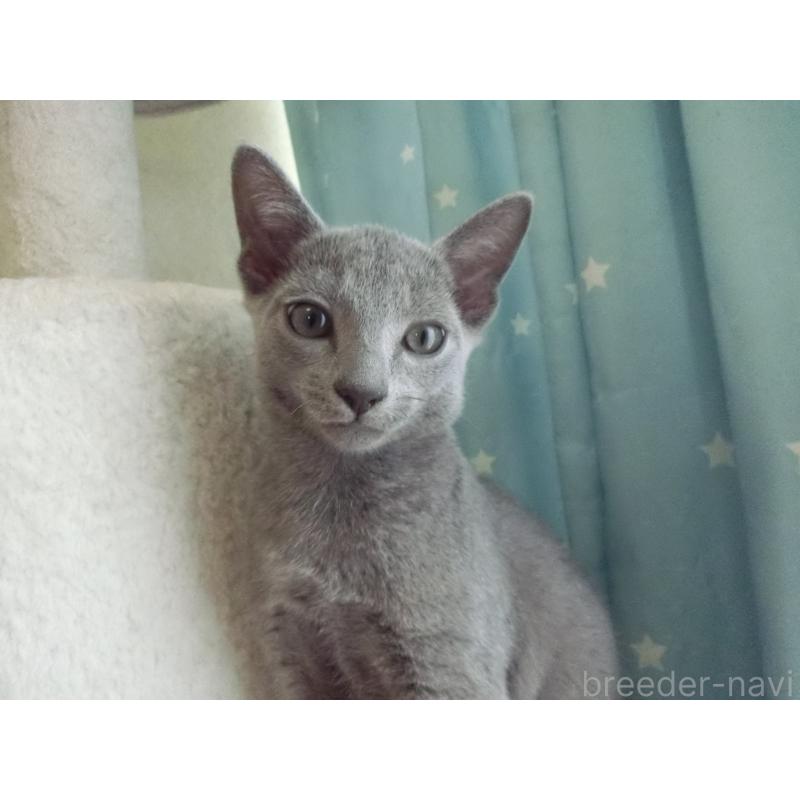 販売中の兵庫県のロシアンブルー-126913の2枚目