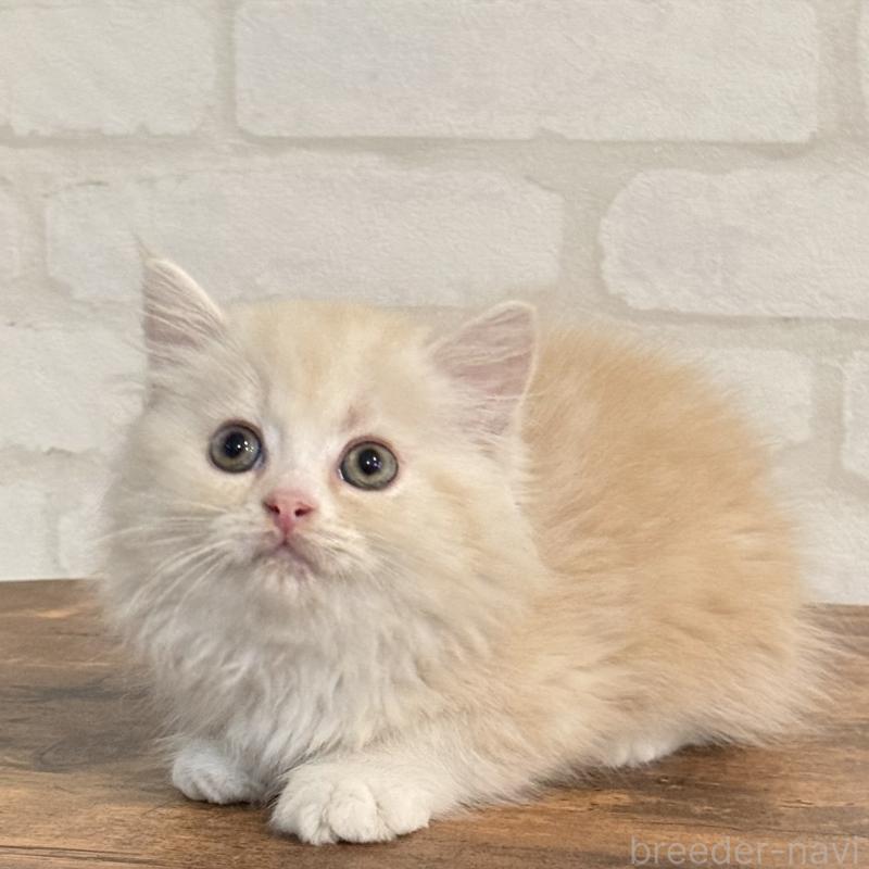 販売中の大阪府のマンチカン-128943の8枚目