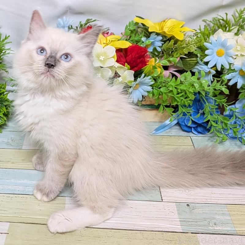 成約済の大阪府のラグドール-128142の5枚目