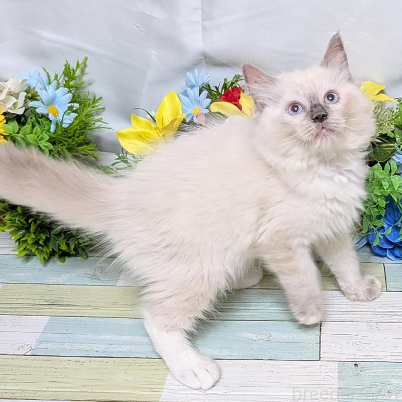 成約済の大阪府のラグドール-128142の4枚目