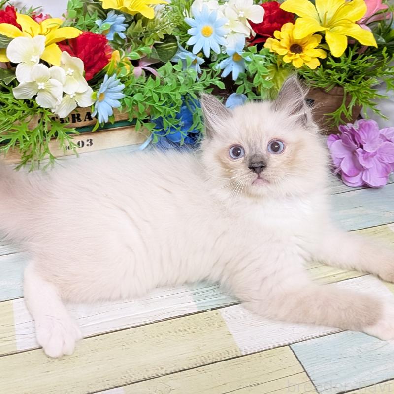 成約済の大阪府のラグドール-128141の4枚目