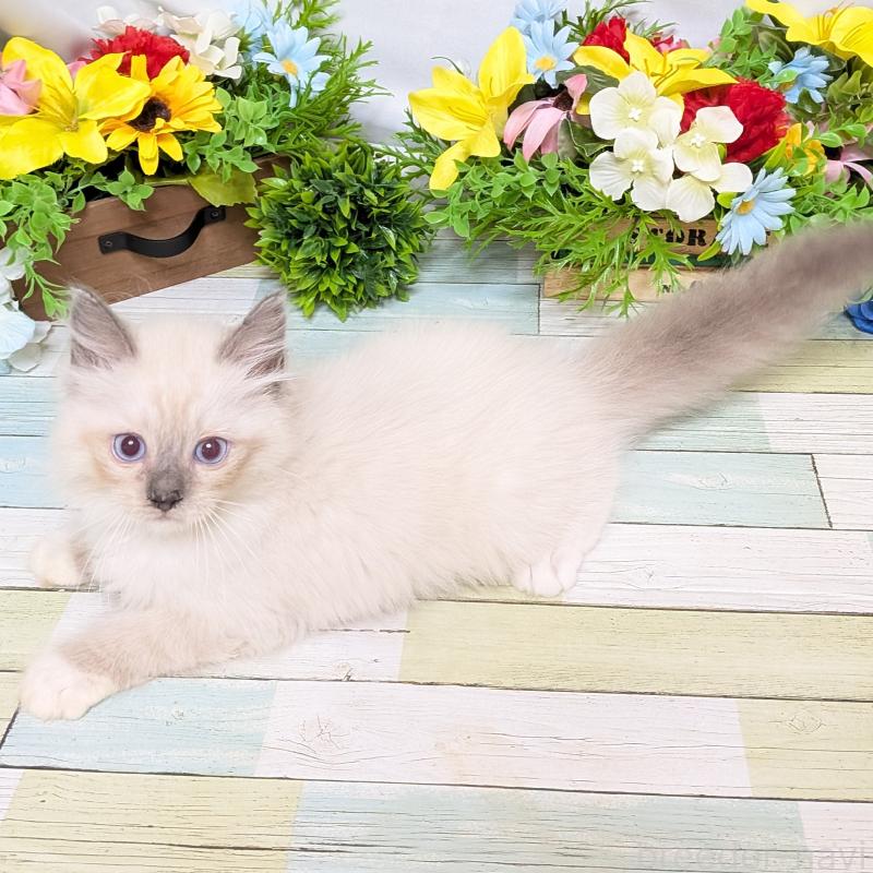 成約済の大阪府のラグドール-128141の3枚目