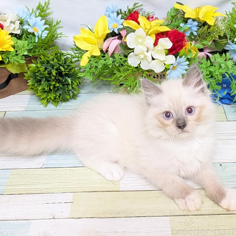 成約済の大阪府のラグドール-128141の2枚目