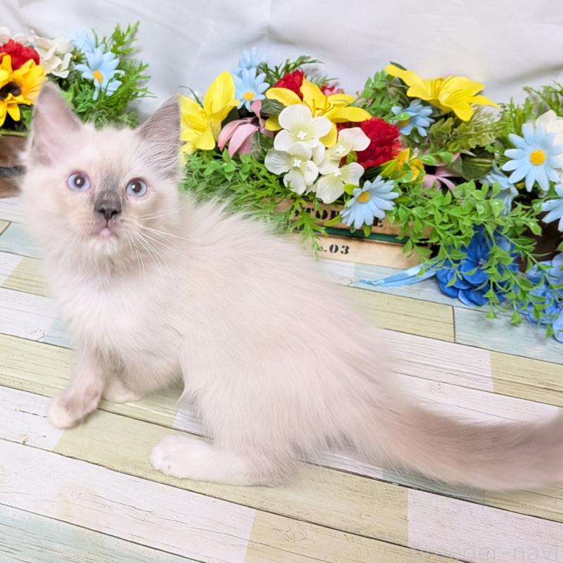 販売中の大阪府のラグドール-128140の4枚目