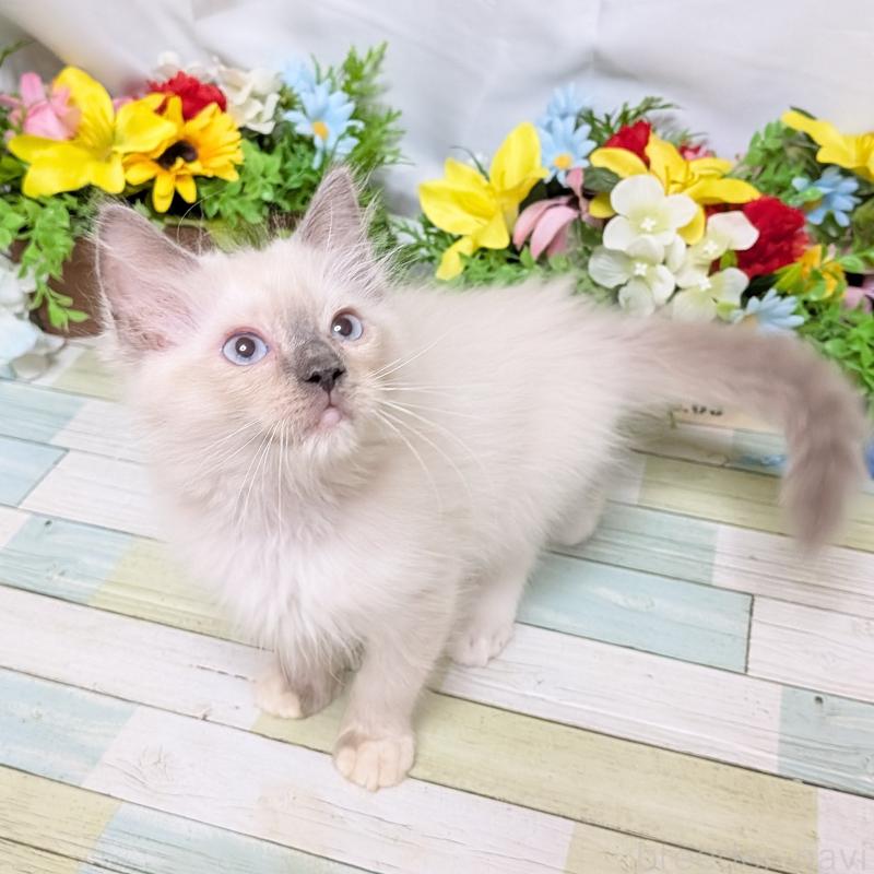 販売中の大阪府のラグドール-128140の2枚目