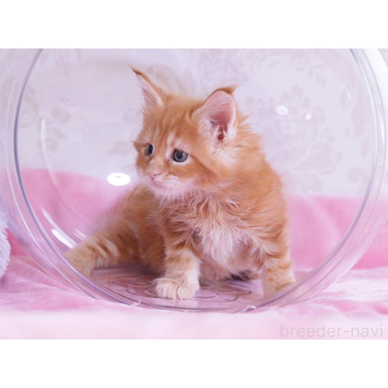 成約済の東京都のメインクーン-127874の5枚目