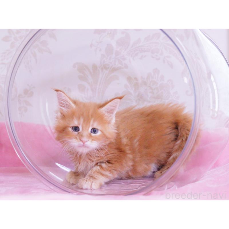 成約済の東京都のメインクーン-127874の4枚目