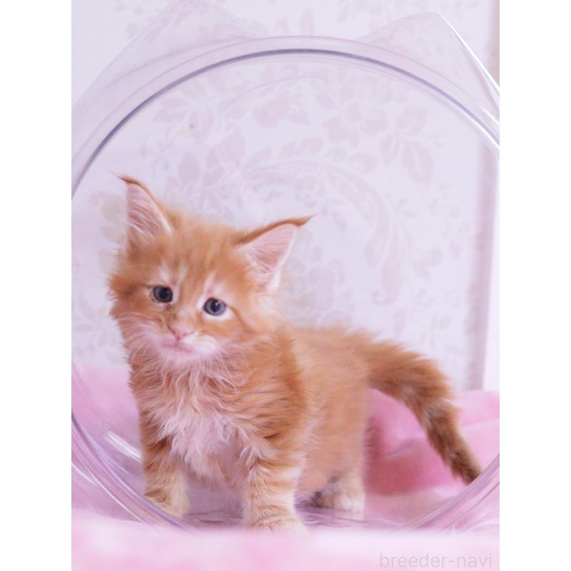 成約済の東京都のメインクーン-127874の3枚目