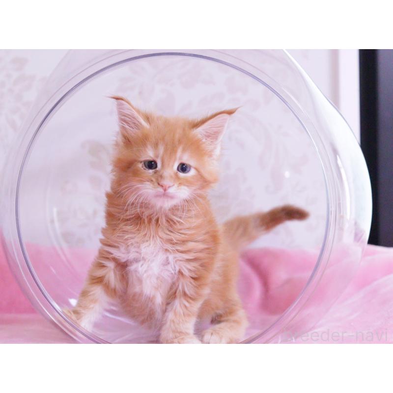 成約済の東京都のメインクーン-127874の2枚目