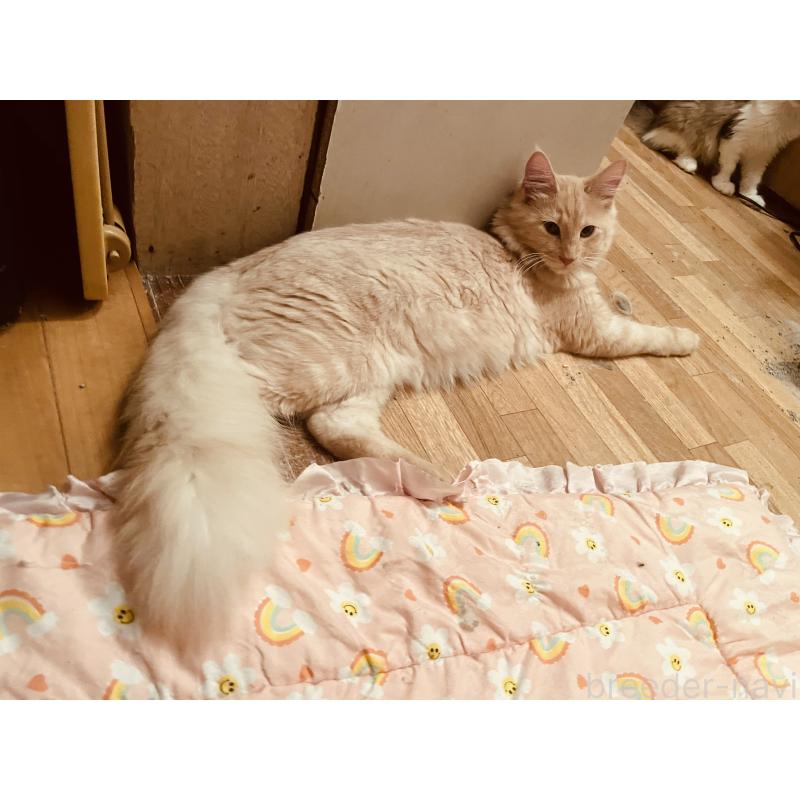 販売中の京都府のメインクーン-114566の4枚目