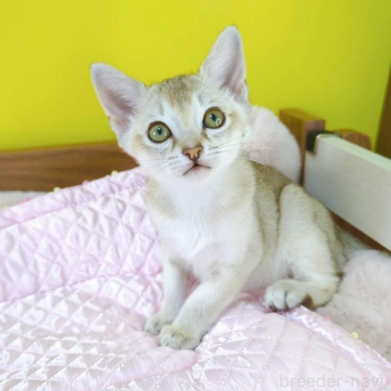 販売中の埼玉県のシンガプーラ-128879の1枚目