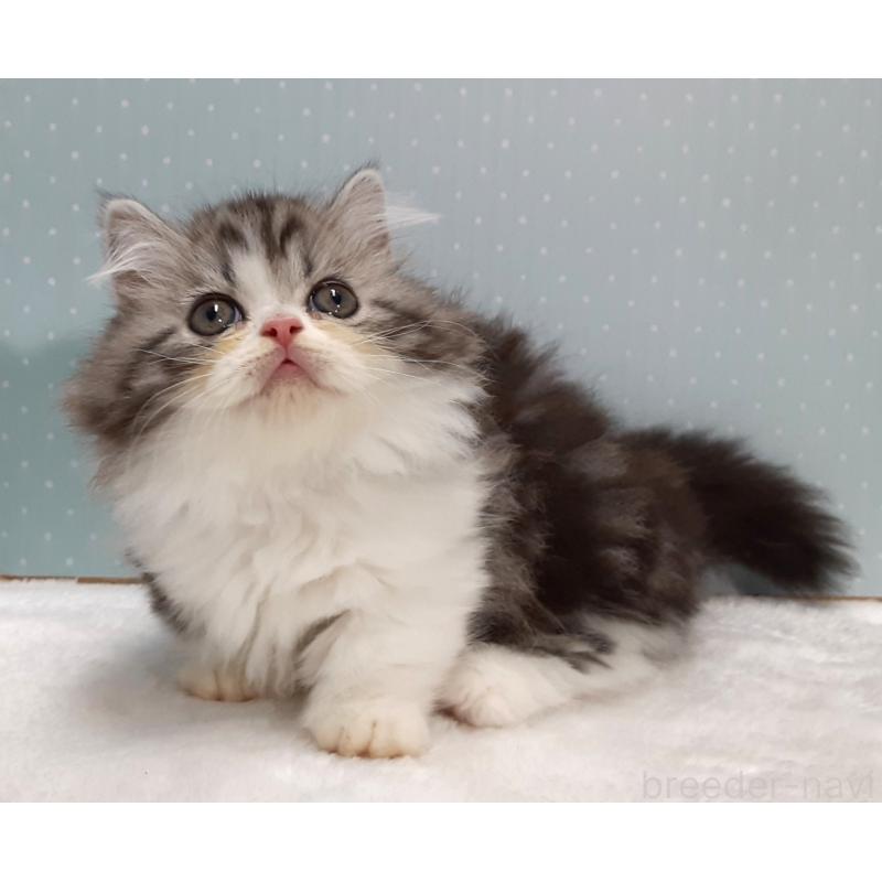 販売中の岐阜県のミヌエット(短足)-128217の5枚目