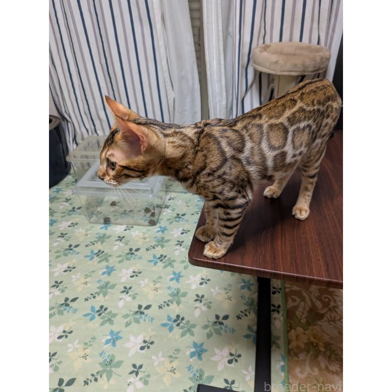 販売中の埼玉県のベンガル-128953の8枚目