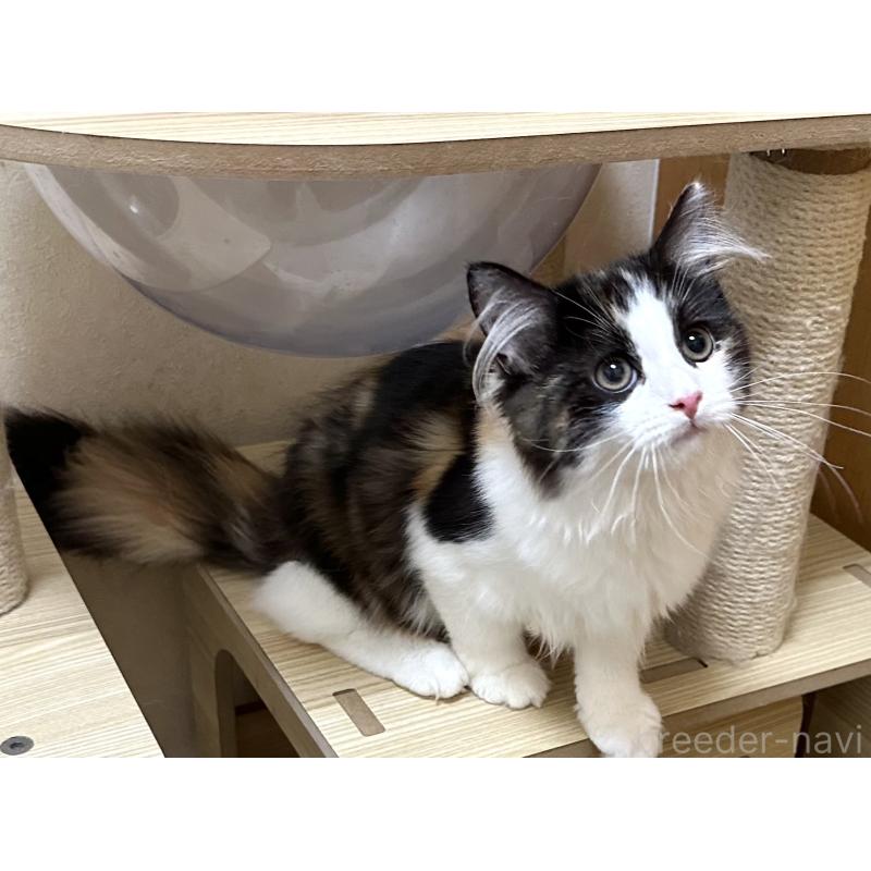 商談中の千葉県のラガマフィン-121411の15枚目