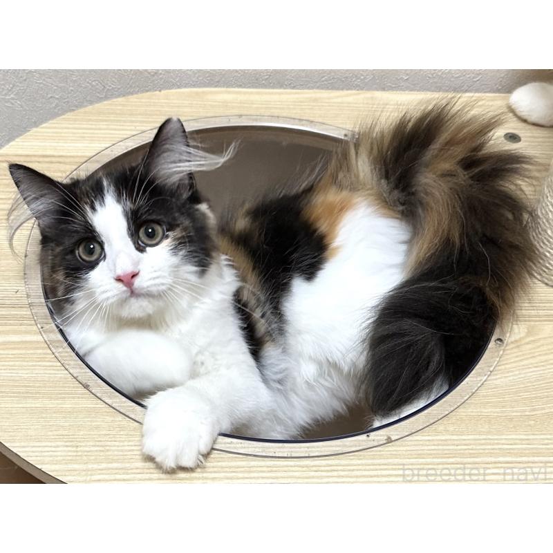 商談中の千葉県のラガマフィン-121411の14枚目