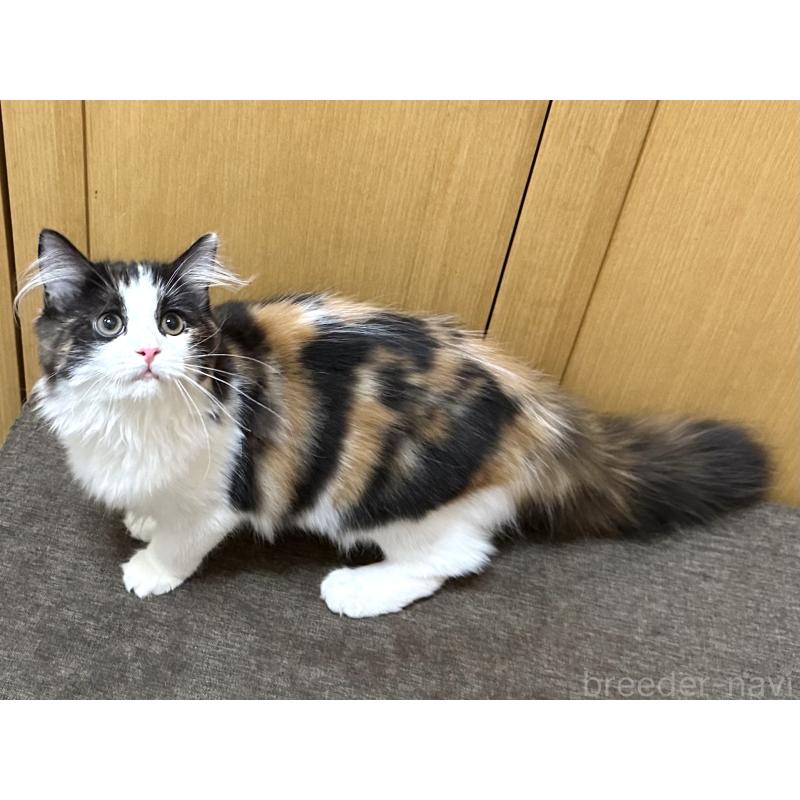 商談中の千葉県のラガマフィン-121411の13枚目