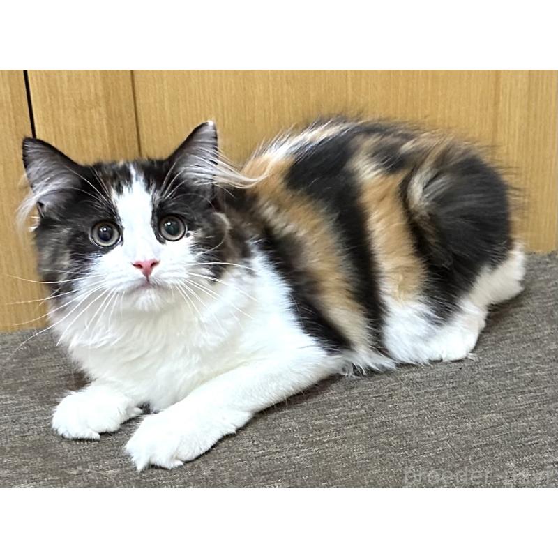 商談中の千葉県のラガマフィン-121411の11枚目