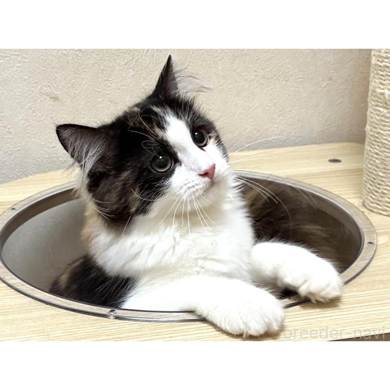 商談中の千葉県のラガマフィン-121411の10枚目