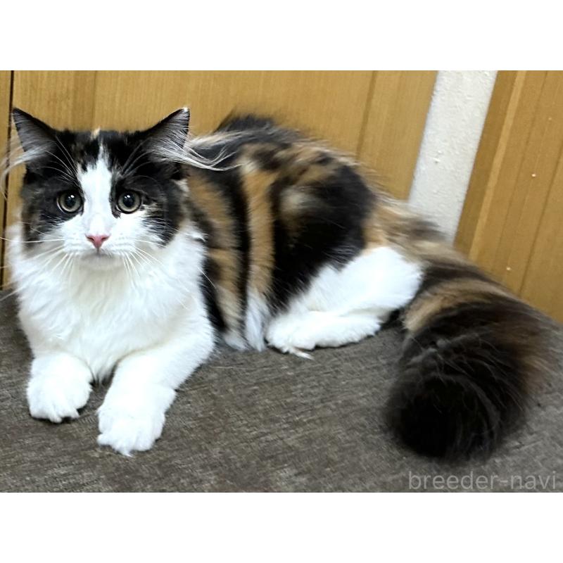 商談中の千葉県のラガマフィン-121411の9枚目