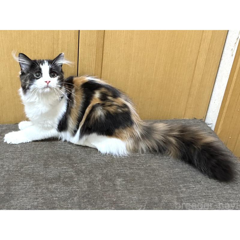 商談中の千葉県のラガマフィン-121411の8枚目