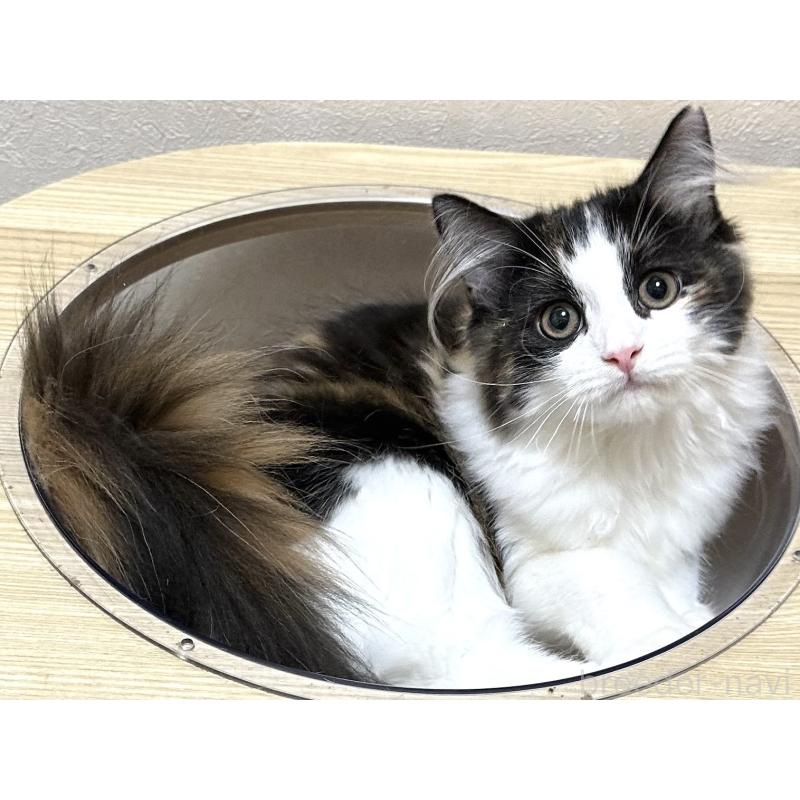 商談中の千葉県のラガマフィン-121411の7枚目