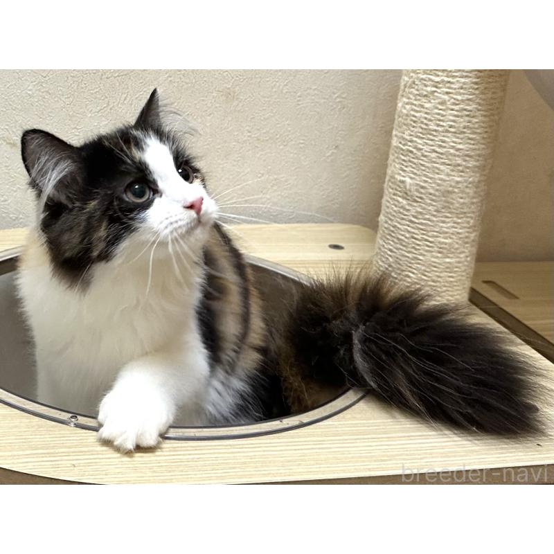 商談中の千葉県のラガマフィン-121411の6枚目