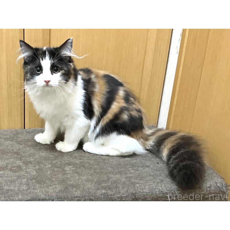 商談中の千葉県のラガマフィン-121411の5枚目