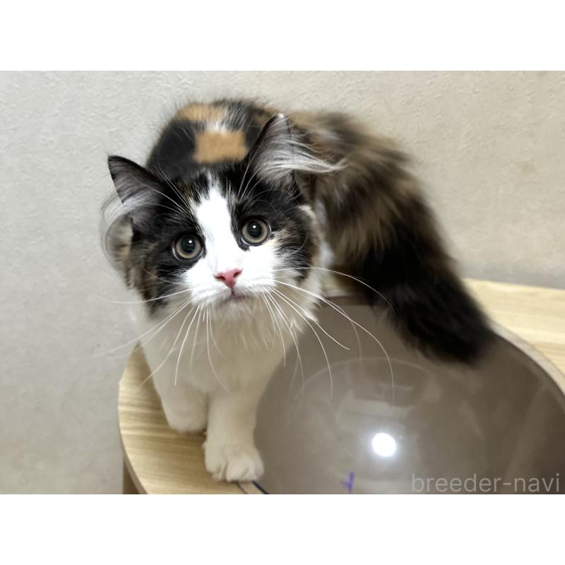 商談中の千葉県のラガマフィン-121411の4枚目