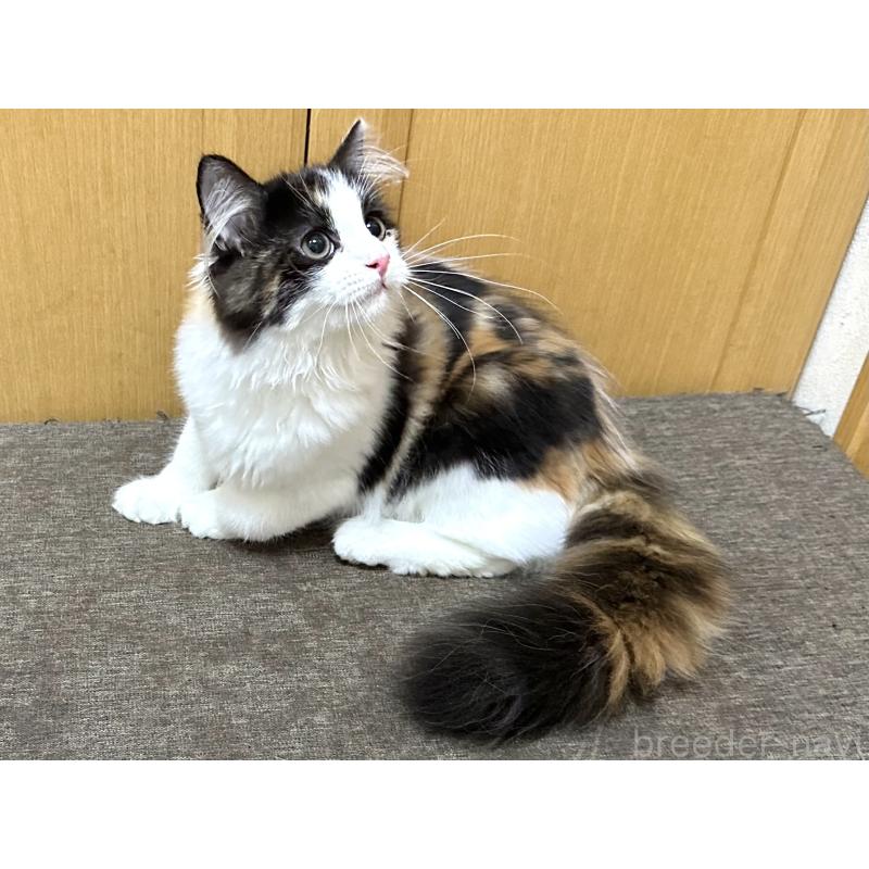 商談中の千葉県のラガマフィン-121411の3枚目