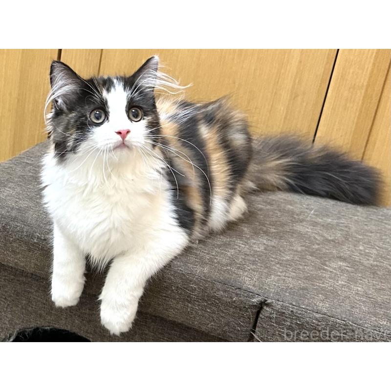 商談中の千葉県のラガマフィン-121411の2枚目